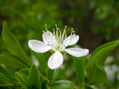 苹果树