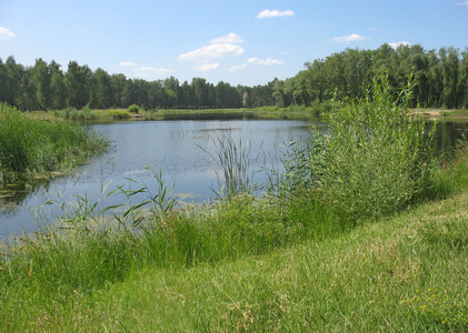 夏日风景 在公园里的池塘