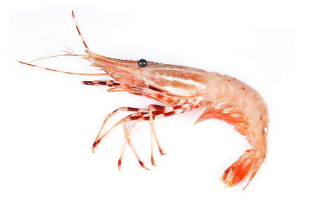 从温哥华鲜粉红虾孤立在白色