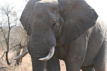 南非洲大象