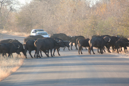 南非洲水牛