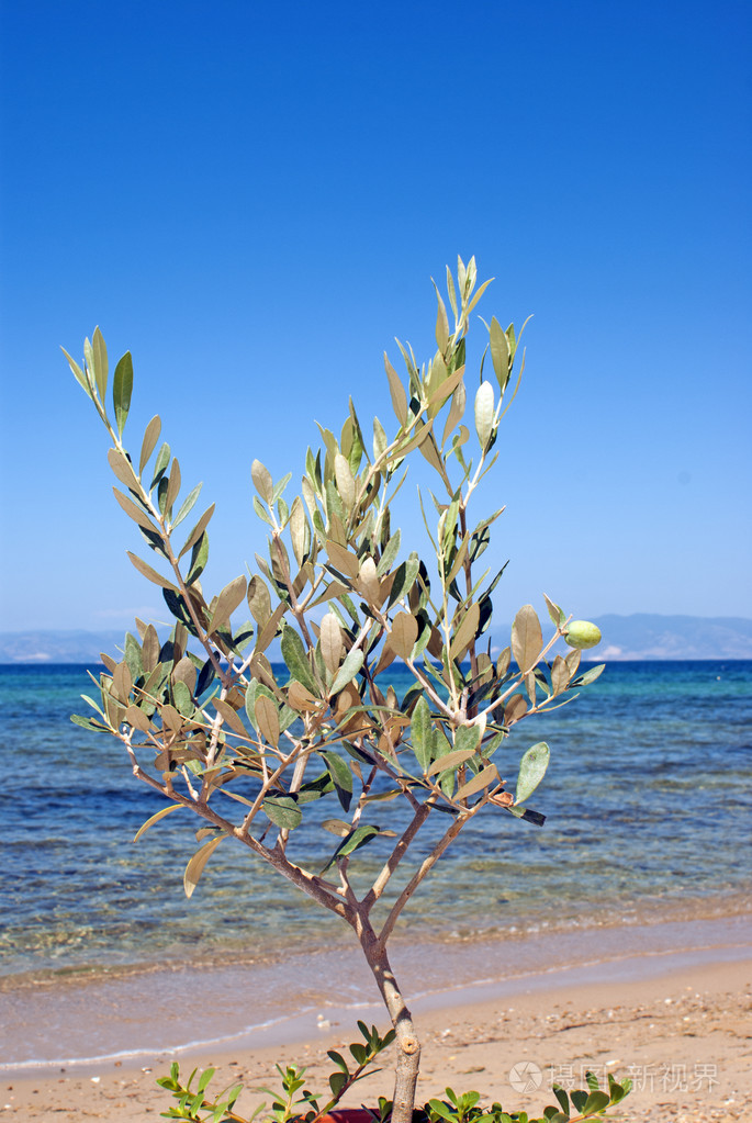附近的海滩,希腊小绿色橄榄树