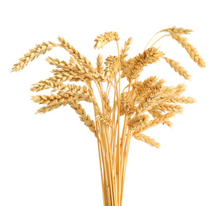 小麦耳朵被隔绝在白色背景上的茎梗