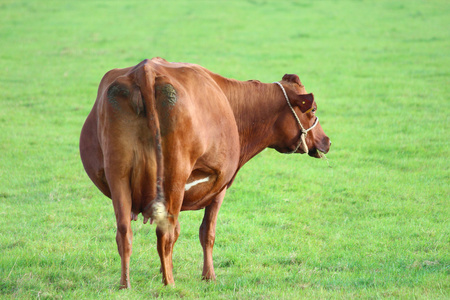 在草地上的牛