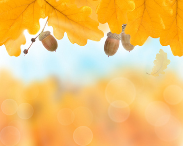 抽象秋季背景用黄色树叶边框