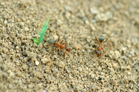 丝光褐林蚁图片