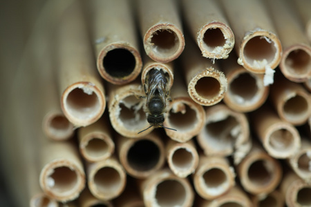 蜜蜂在竹管的特写
