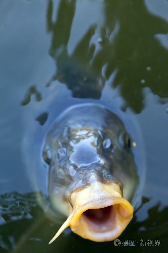 打开查看器在直望的张开了嘴的鱼照片-正版商用图片1a31da-摄图新视界