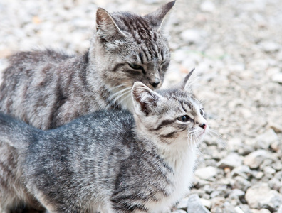 猫和小猫