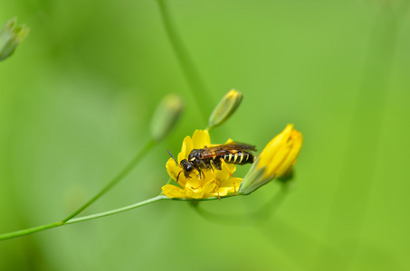 黄蜂上黄色的野生花卉