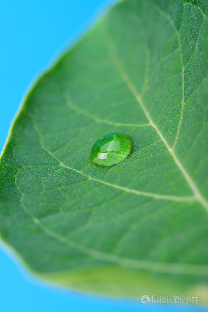 一片叶子上的露珠一滴