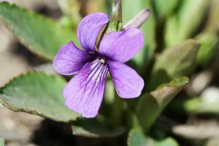 中提琴 philippica，一种植物可以使用的厌