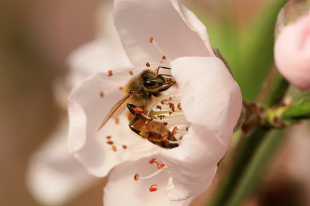 蜜蜂采集花蜜照片