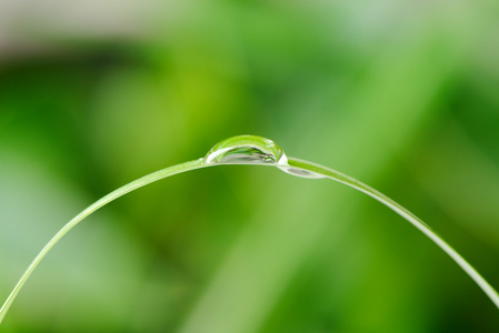 一株草一株草上的露珠一滴照片