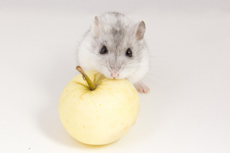 小仓鼠吃一个苹果照片