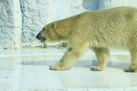 一只北极熊的特写