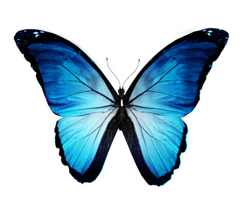 蓝蝶，孤立在白色