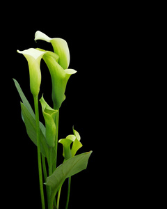 关于黑海芋一壶马蹄莲马蹄莲莉莉新娘花束的白色马蹄莲花和她的朋友