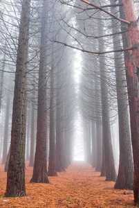 松树树森林在雾中