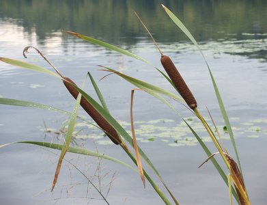 前景有两片棕色芦苇的水景