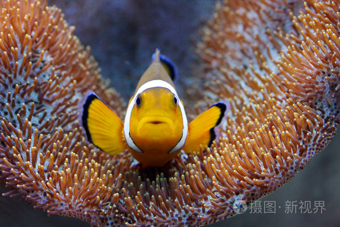 小丑鱼ampiprionocellaris