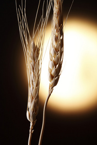 小麦种质