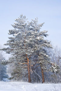 在雪地里的松树