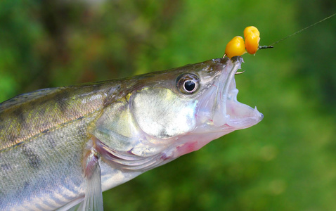 桑德尔或梭子鲈的新鲜渔获物桑德卢西奥波卡。