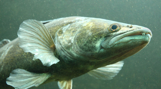 鲈鱼钓鱼壁纸赞德或梭子鲈(桑德尔·卢西奥波卡).照片