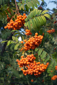 许多 rowanberries 洪家上绿色 banches 特写