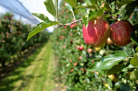 成熟的苹果在种植园