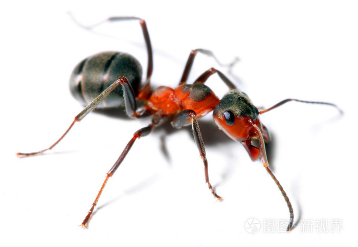 红色的大蚂蚁在白色背景上孤立