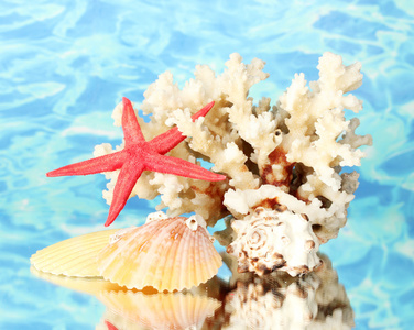 海珊瑚有贝壳的水背景特写图片