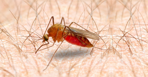 感染的按蚊蚊危险品车