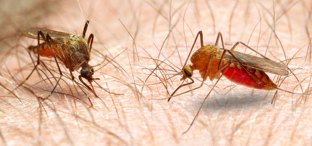 感染的按蚊蚊危险品车图片