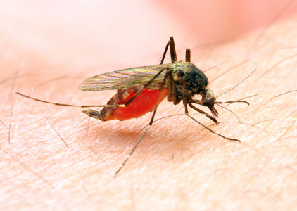 感染的按蚊蚊危险品车图片