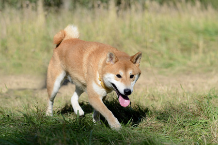 shiba inu 狗