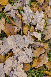 躺在地上的橡树叶子上的水滴图片