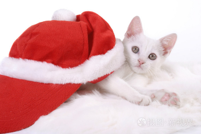 与 cristmas 章小猫