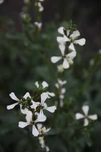 图像花芝麻菜