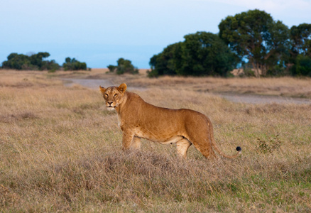 肯尼亚狮子