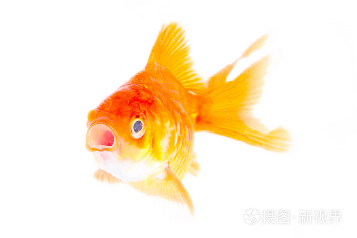 黄金鱼。在白色隔离
