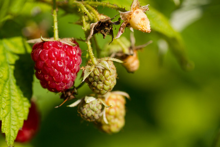树莓种植