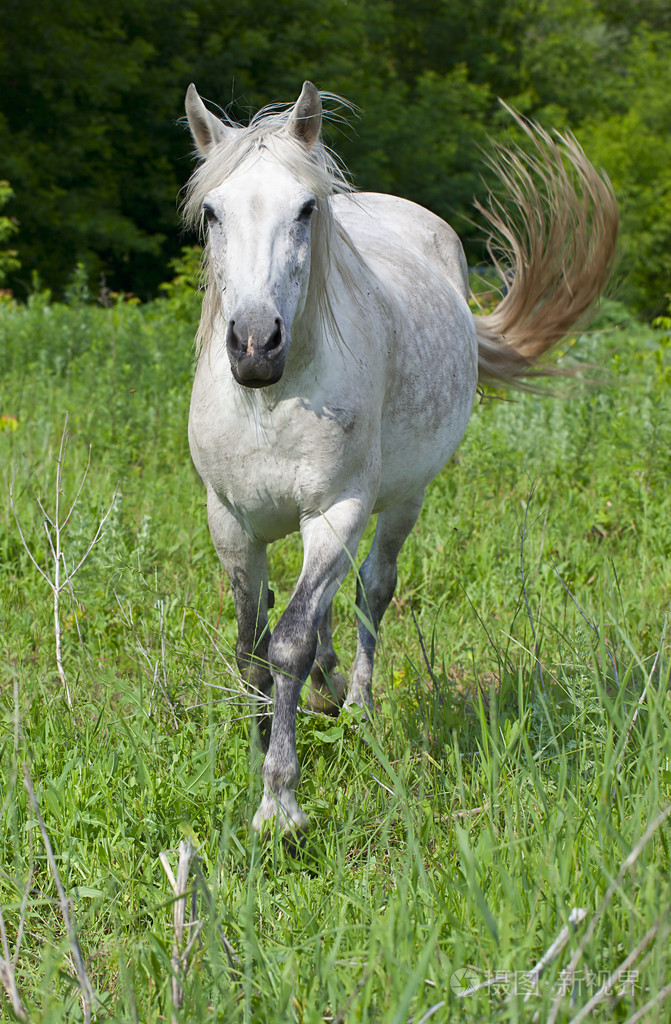 在木材中的绿色草原上的马