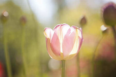 郁金香花