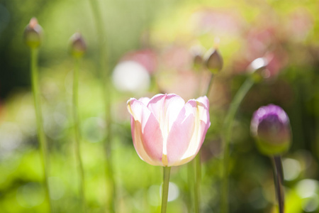 郁金香花