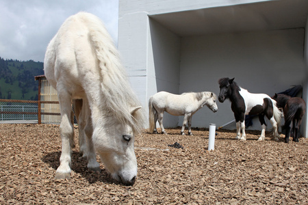 农场采取在瑞士阿尔卑斯山的美丽和有趣白色马