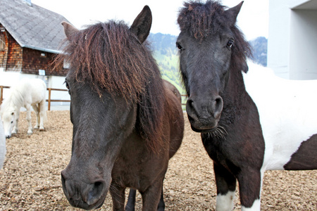 在农场，在瑞士的阿尔卑斯山中采取的滑稽棕色马