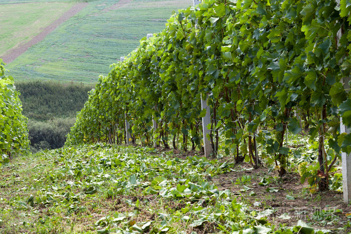 在葡萄园中的白葡萄