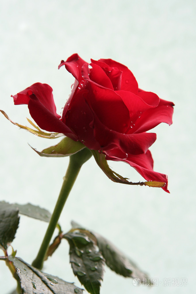 单独一朵玫瑰花 伤感图片